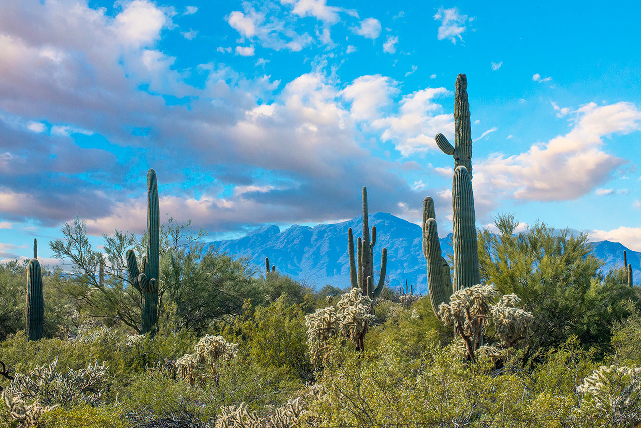 Arizona Cactus Mountains by Doug LaRue