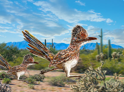 Arizona Roadrunner by Doug LaRue