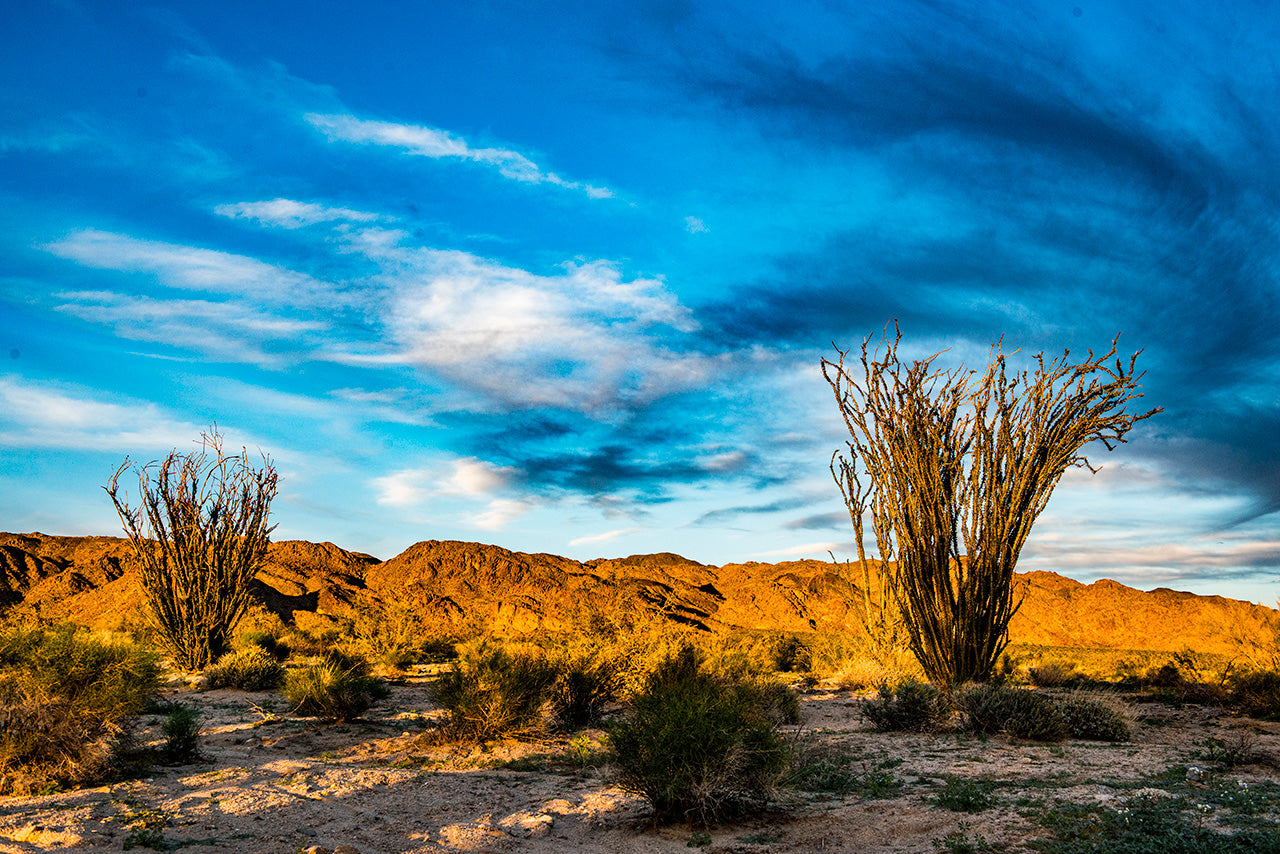 Joshua Tree 21 photograph by Doug LaRue