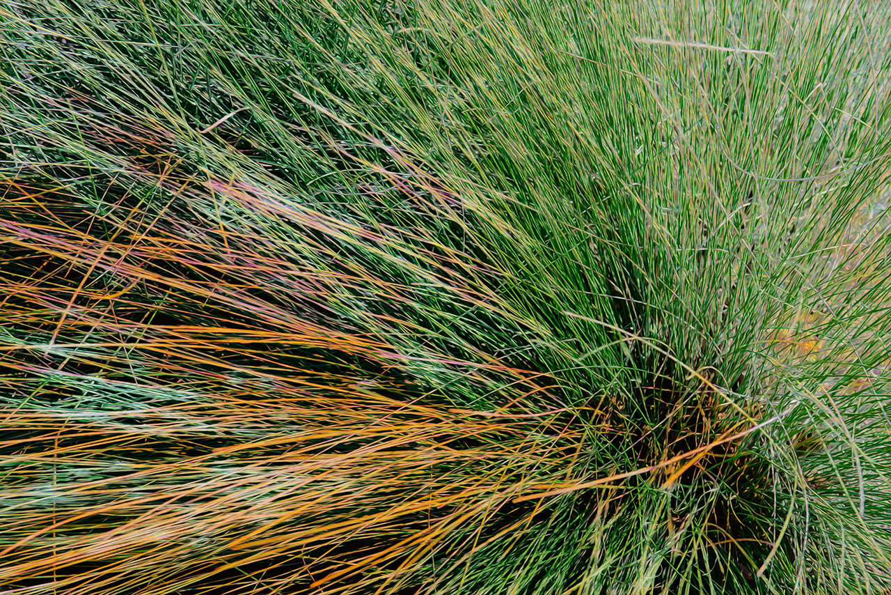 Long Grass photograph by Doug LaRue