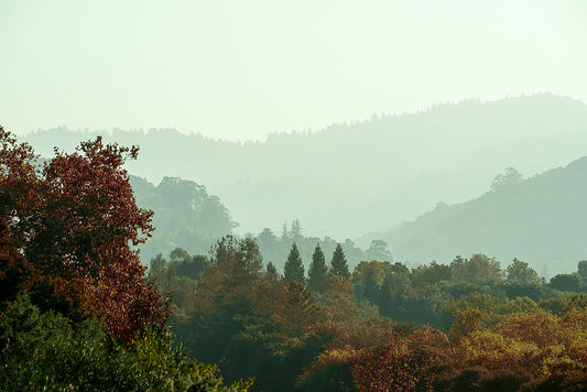 Misty Cali Fog LA photograph by Doug LaRue