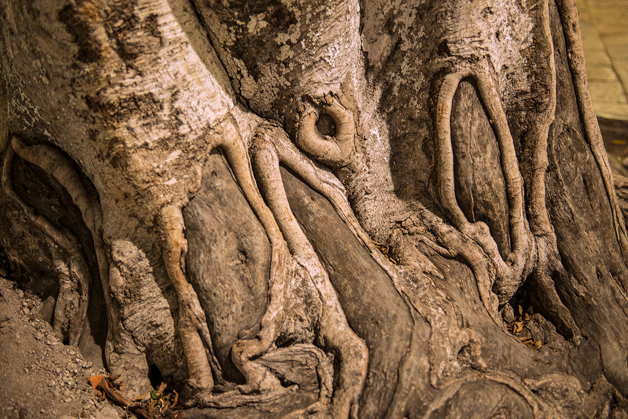 Puebla Roots photograph