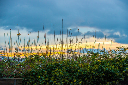 Seaside Sunset photograph by Doug LaRue