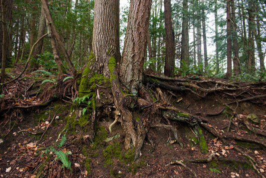 Tree Roots Northwest photograph