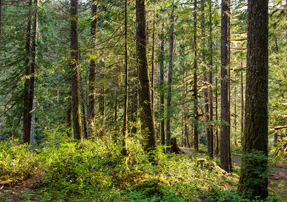 Trees Washington photograph by Doug LaRue