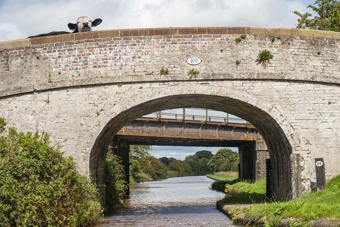 Cow Bridge 89 photograph be Rojo - LaRue