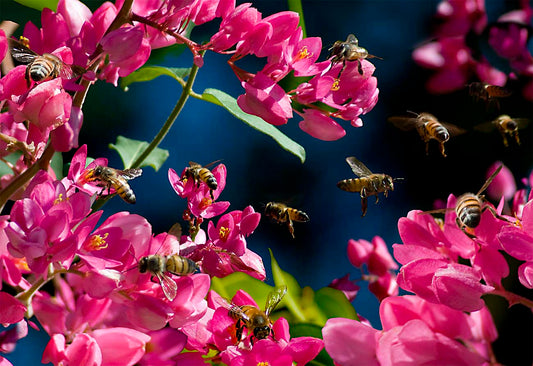 Pink Flower Bees photograph by Doug LaRue